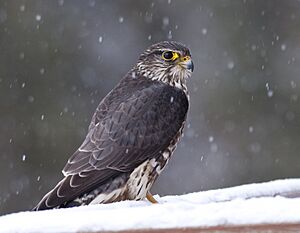 Falco columbarius (Merlin) (5530094753).jpg