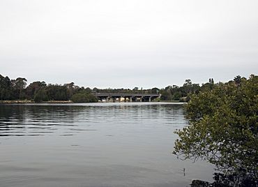 FigTreeBridge from BoroniaPark.jpg