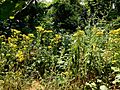 GT Ragwort in fallen Birch clearing