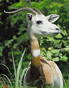 Gazella Dama 2006 09b