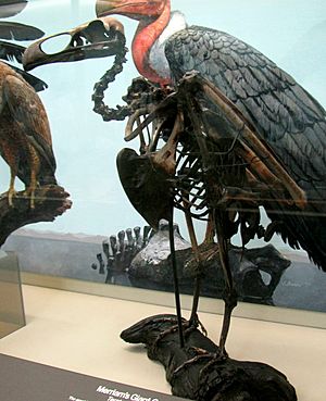 Teratornis skeleton