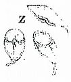 Giardia drawing Lambl 1859