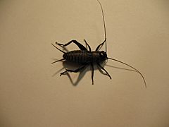 Gryllus pennsylvanicus nymph 01