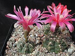 Gymnocalycium baldianum1MTFL.jpg