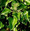 Hedera hibernica1.jpg