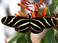 Heliconius charitonius-dorsal