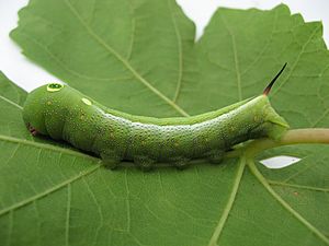 Hippotion celerio larva.jpg