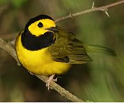 Hooded Warbler f 02