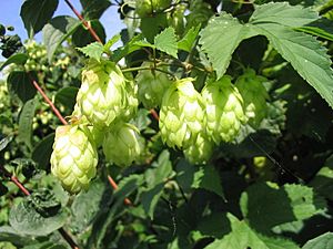 Hopfen1.jpg