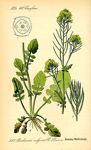 Illustration Barbaraea vulgaris0.jpg