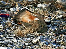 Killdeer (Charadrius vociferus) RWD1