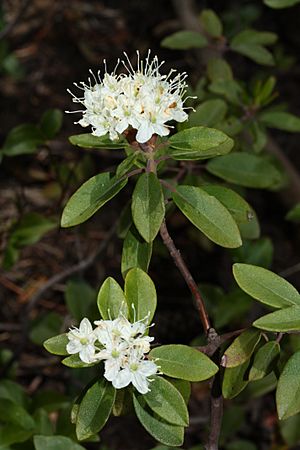 Ledum glandulosum 7486.JPG