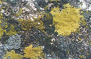 Lichen