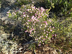 Melaleuca bisulcata (habit).JPG