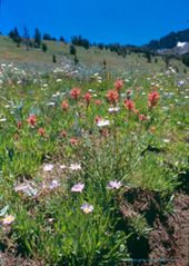 Mokelumnewildflowers