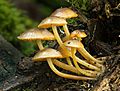 Mycena leaiana var. australis