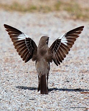 Northern Mocking Bird Display