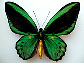 Ornithoptera priamus priamus