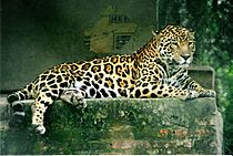 Panthera onca