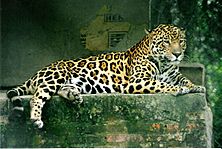 Panthera onca