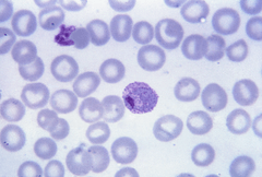 Plasmodium vivax 01.png