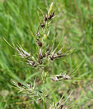 Poa bulbosa, vegetative apomixis