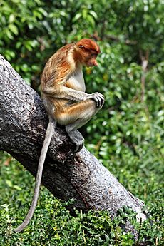 Proboscis monkey