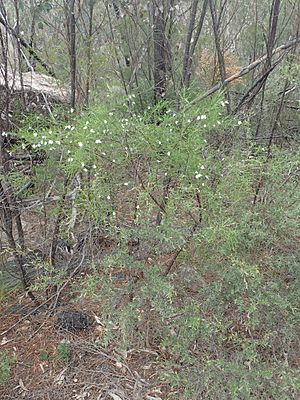 Prostanthera nivea habit