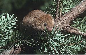 Red tree vole.jpg