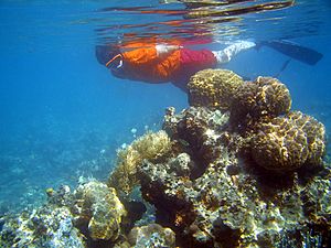 Reef snorkeler