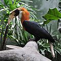Rhyticeros plicatus -Lincoln Park Zoo-8a-3c