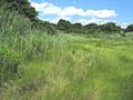 Saltmarsh-Grass