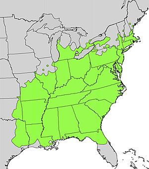 Sassafras albidum range map.jpg