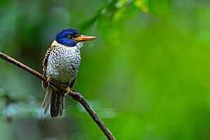 Scaly-breasted Kingfisher (male) 0A2A9529.jpg