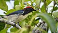 Scarlet-backed flowerpecker Gosaba Sundarban 0003