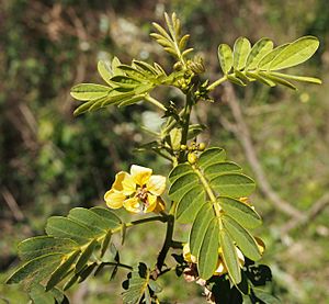 Senna gaudichaudii flowers and foliage.jpg