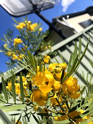 Senna odorata