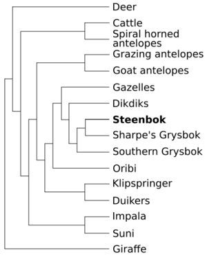 Steenbok evolution tree