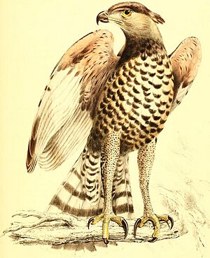 Stephanoaetus coronatus