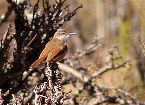 Straight-billed Earthcreeper.jpg