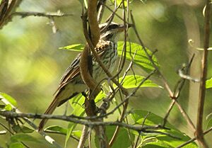 Streaked Flycatcher 2