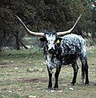 Texas Longhorn Steer Rocksprings.jpg