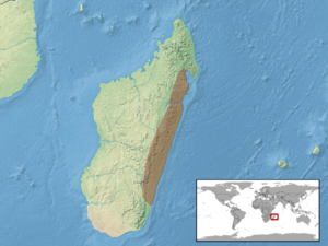 Uroplatus fimbriatus distribution.png