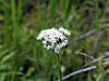 Valeriana uliginosa 5536644 4x3.jpg