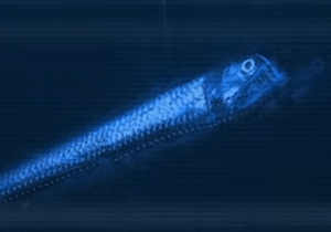 Viperfish small.png