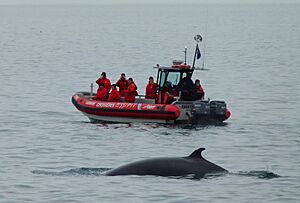 Whale watching Tadoussac 04