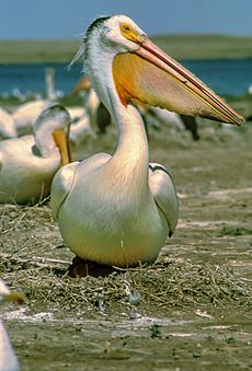 White Pelican