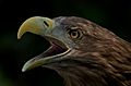 White Tailed Eagle AdF