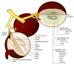 Wine grape diagram en