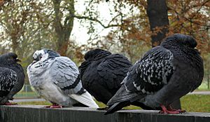 WinterPigeons02